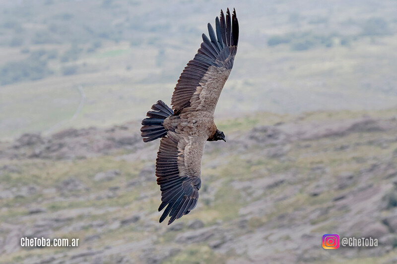 Avistaje de aves en Córdoba