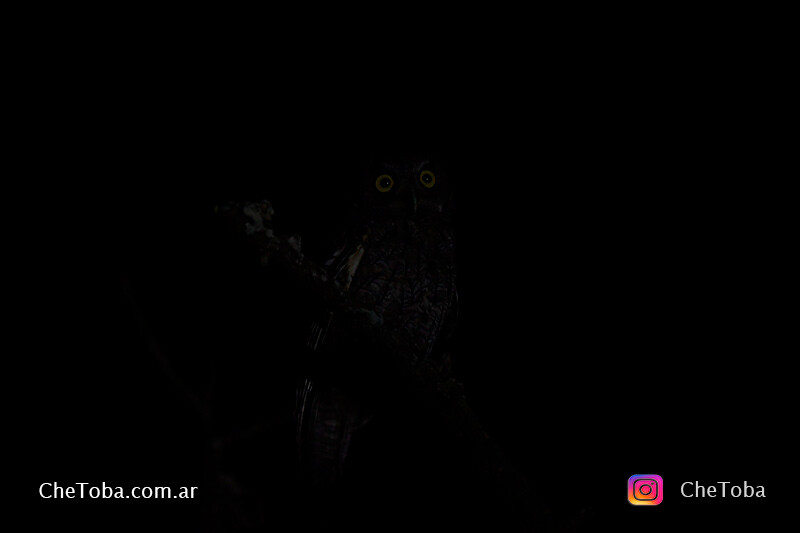 Como mejorar tus fotos de aves nocturnas