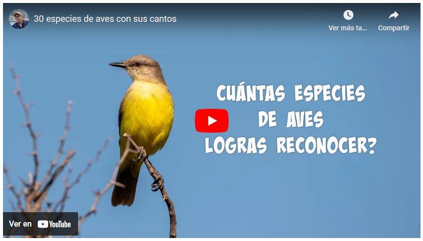 Observación de Aves, aprender cantos de las aves
