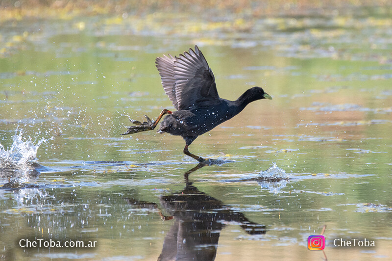 Aves del departamento San Martín, las mojarras