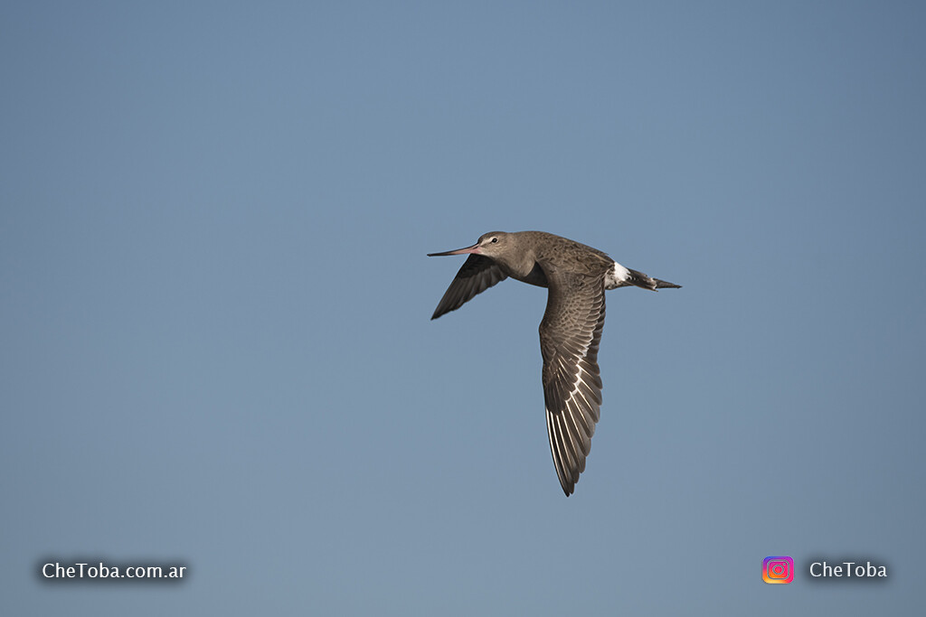 Aves Migratorias - Becasa de Mar