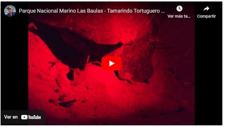 El desove de las Tortugas en playa Tamarindo - Costa Rica