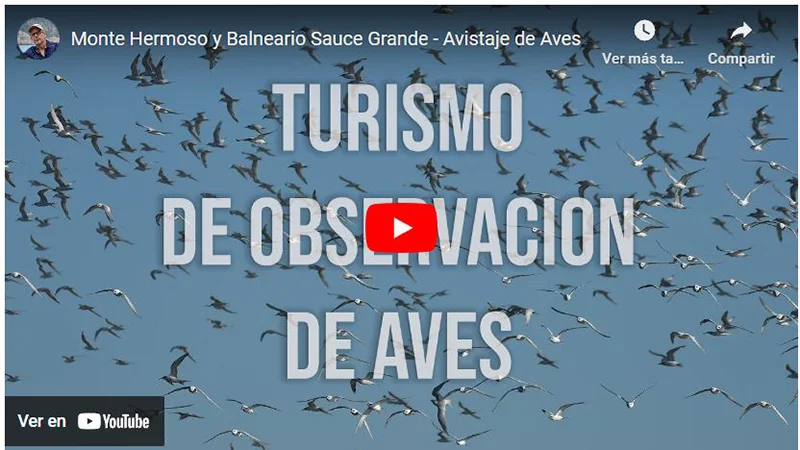 Video Aves de Monte Hermoso y Balneario Sauce Grande