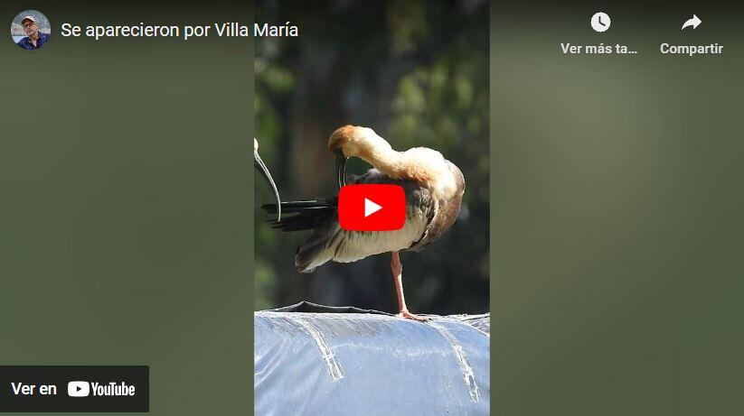 Video Che Toba Bandurria Villa María