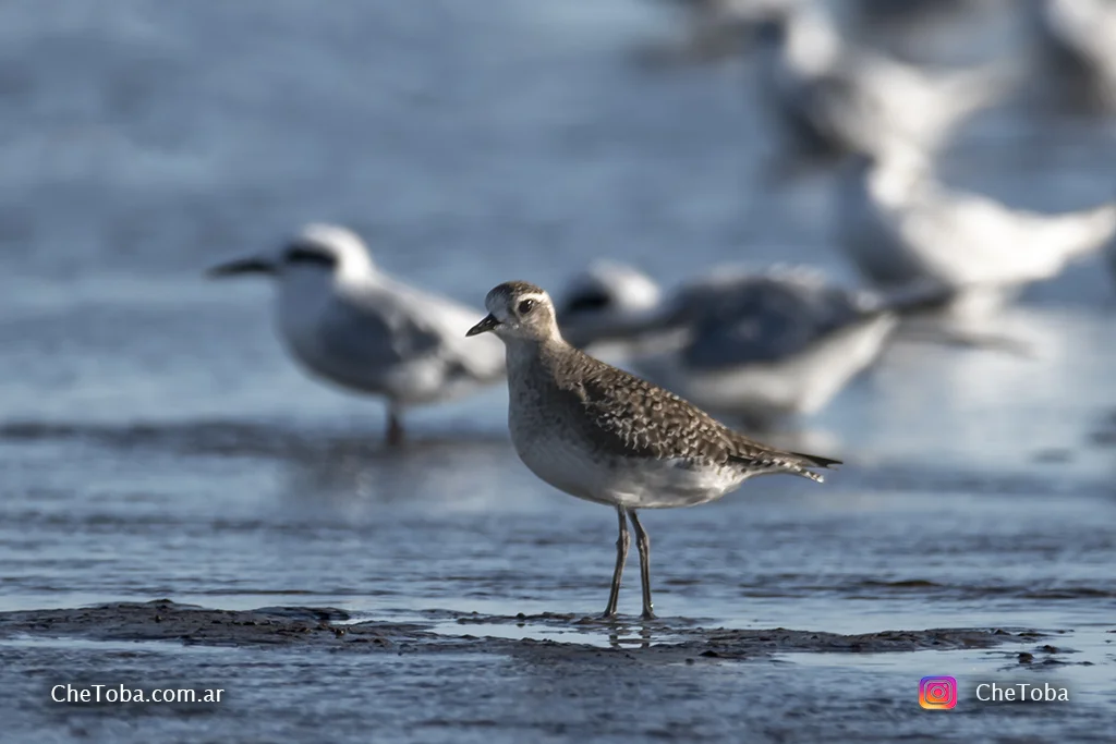 Chorlo Pampa (Pluvialis dominica)