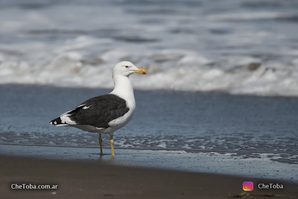 Gaviota Cocinera (Larus dominicanus)