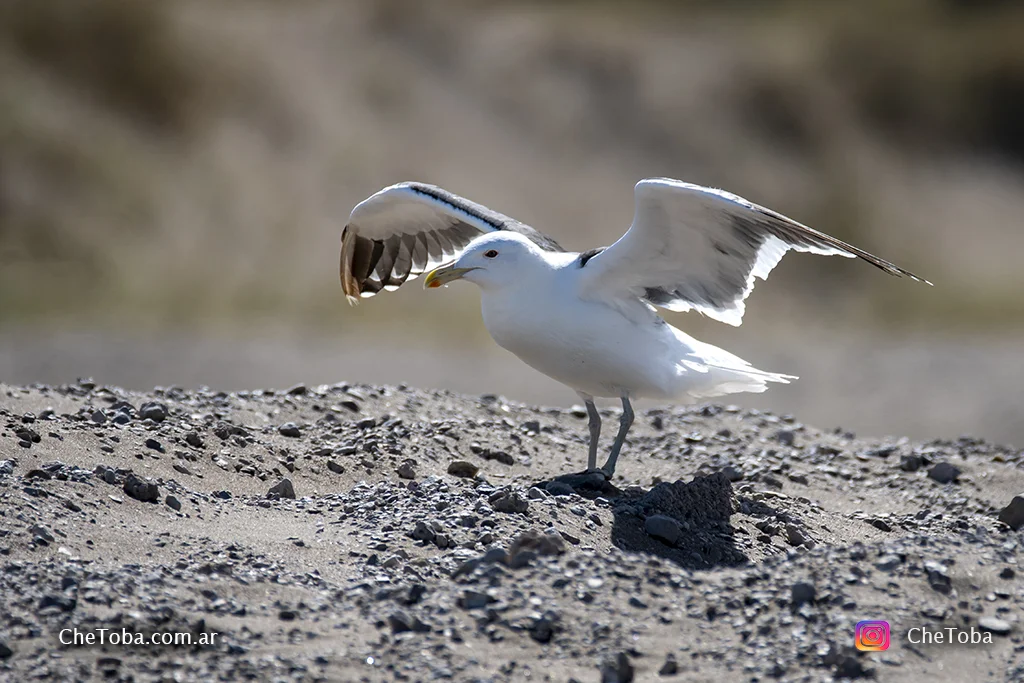 Gaviota cocinera larus dominicanus