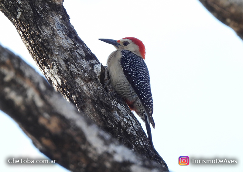 Carpintero Cheje - Melanerpes aurifrons