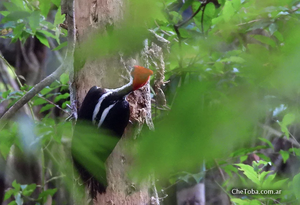 Observación de Aves Parque Metropolitano Panamá