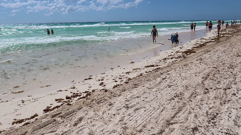 Sargazo en Playa del Carmen