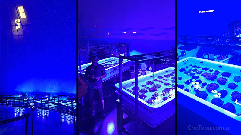 Interior del Centro de Rescate de Corales en SeaWorld Orlando