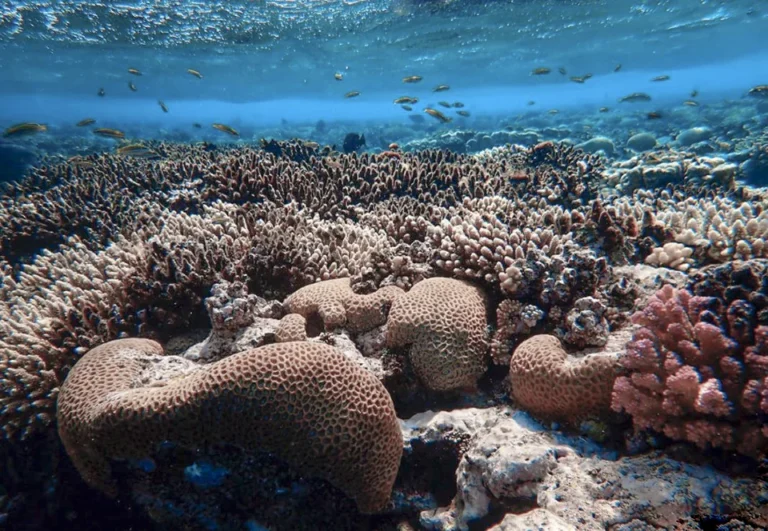 Salvemos a los arrecifes de coral