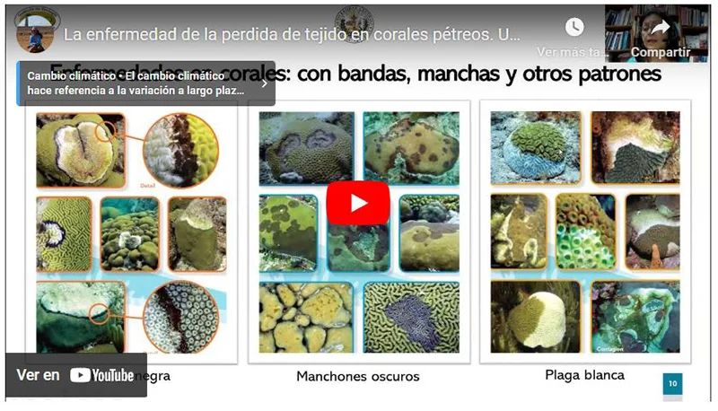 Charla Taller de la Profesora Estrella Villamizar sobre enfermedad de los corales