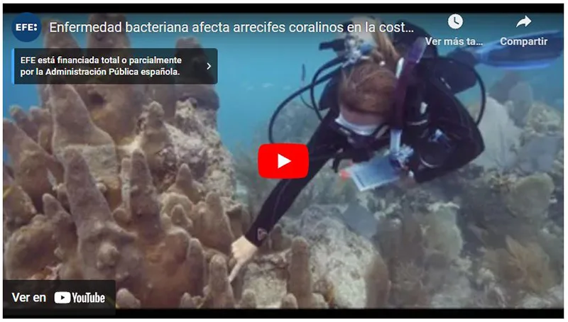 enfermedad bactariana que afecta a lso arrecifes de coral de la florida