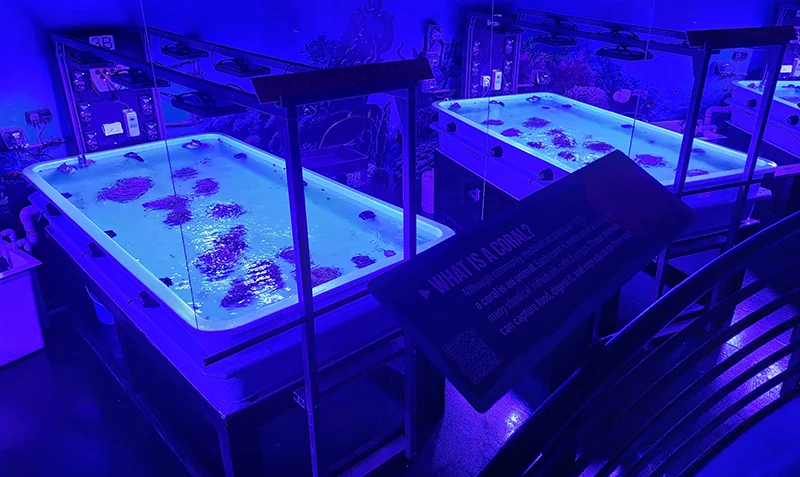 Centro de rescate de corales en SeaWorld Orlando