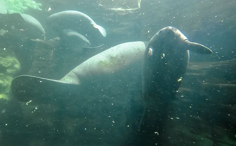 centro de rescate y rehabilitación mantees en SeaWorld Orlando