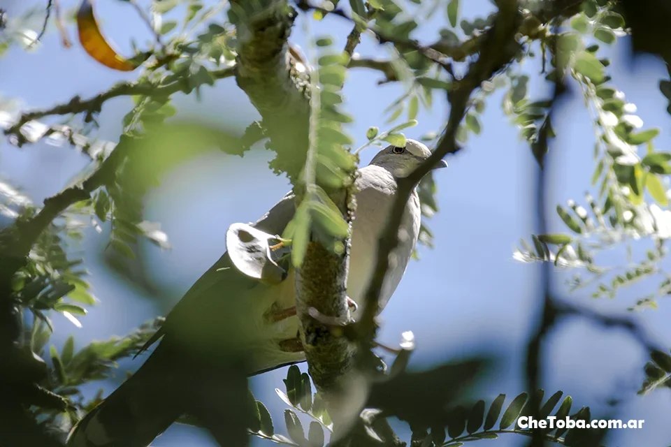 Yerutí Gris - Leptotila verreauxi en Córdoba