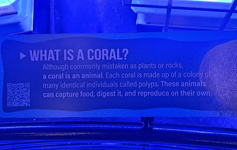 los corales son animales, ni plantas, ni rocas