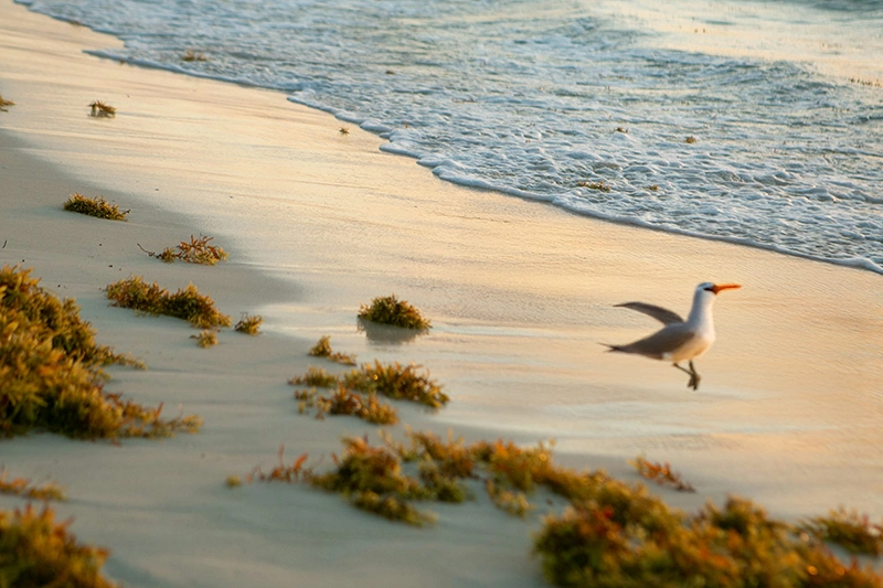 Cómo saber si AHORA hay sargazo en las playas de México