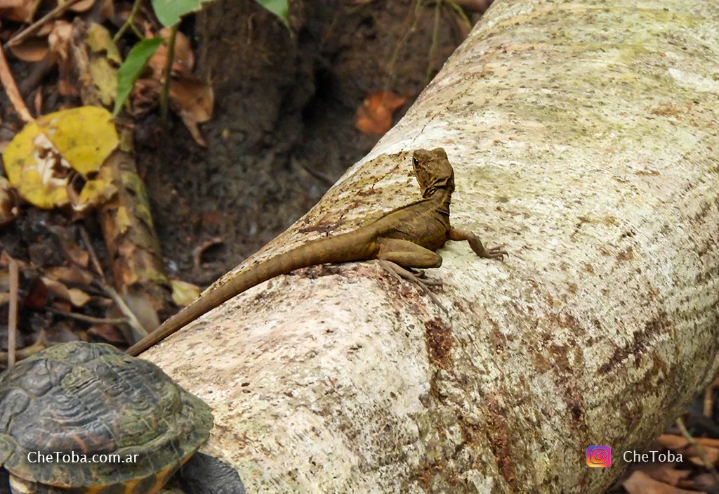 fotografía de naturaleza en Ciudad Panamá