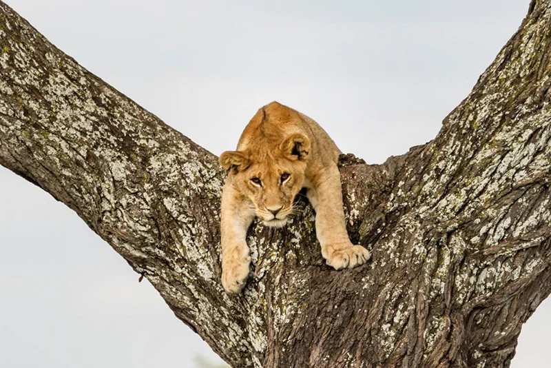 Safaris fotográficos para avistaje de fauna en Tanzania