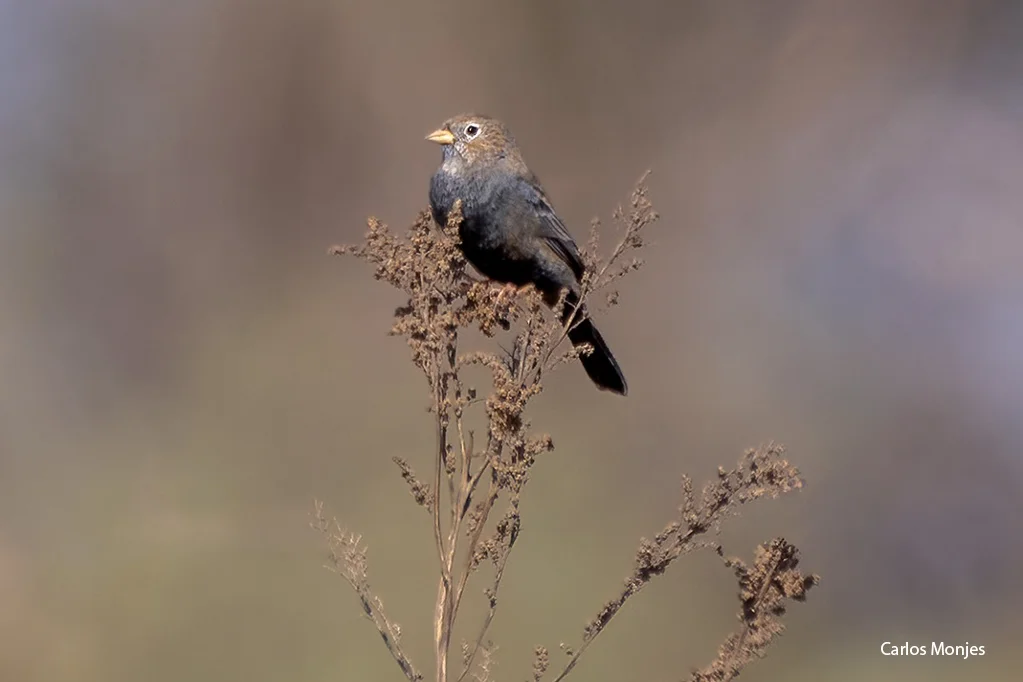 Yal Carbonero - Rhopospina carbonaria