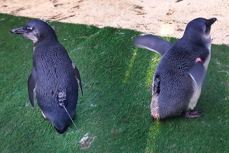 Pingüinos con transmisores para monitoreo