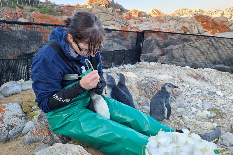 Realizan donación de emergencia para salvar a pingüinos en Sudáfrica