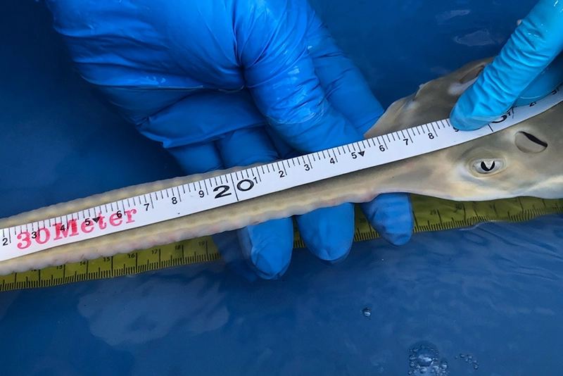 pez sierra en peligro de extinción reproducción en cautiverio