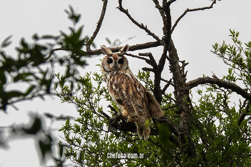 Lechuzón Orejudo (Asio clamator) fotografiado en Villa Nueva, Córdoba Che Toba fotografía de aves