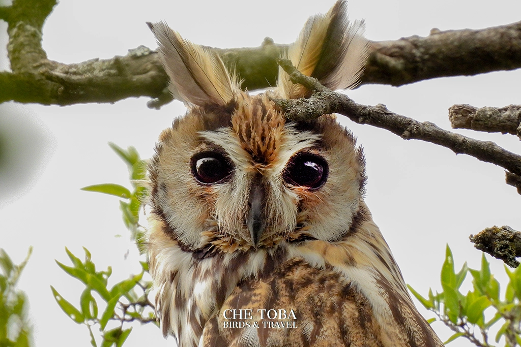 Fotografiando con la nikon P950 al lechuzón orejudo