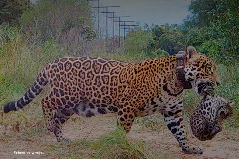 Centro de Reintroducción del Yaguareté en la isla San Alonso