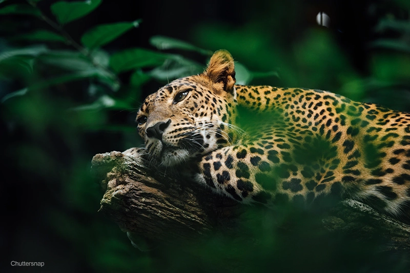 El jaguar americano, yaguar o yaguareté (Panthera onca)