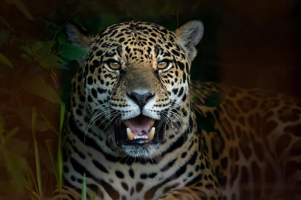 El resurgir del yaguareté: Oportunidad turística en Corrientes