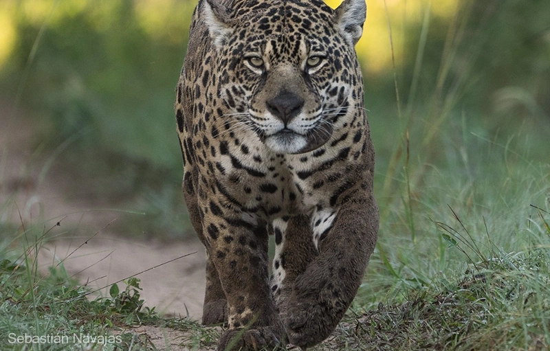 Foto responde: ¿Cuál es el mayor felino del continente americano?