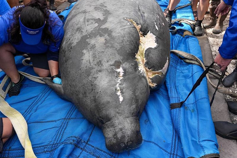 SeaWorld libera Manatíes rescatadas en Florida