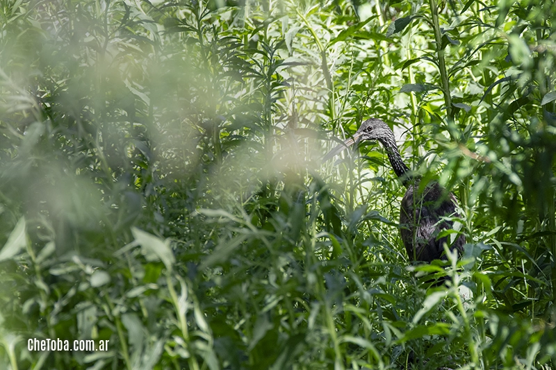 Carau (Aramus guarauna)