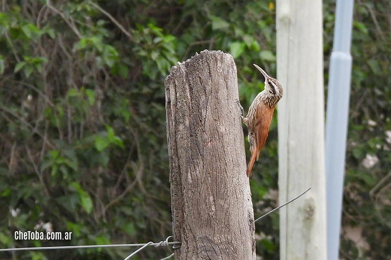 Chinchero Chico, (Lepidocolaptes angustirostris)
