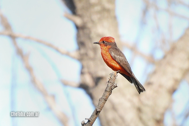Pyrocephalus rubinus foto