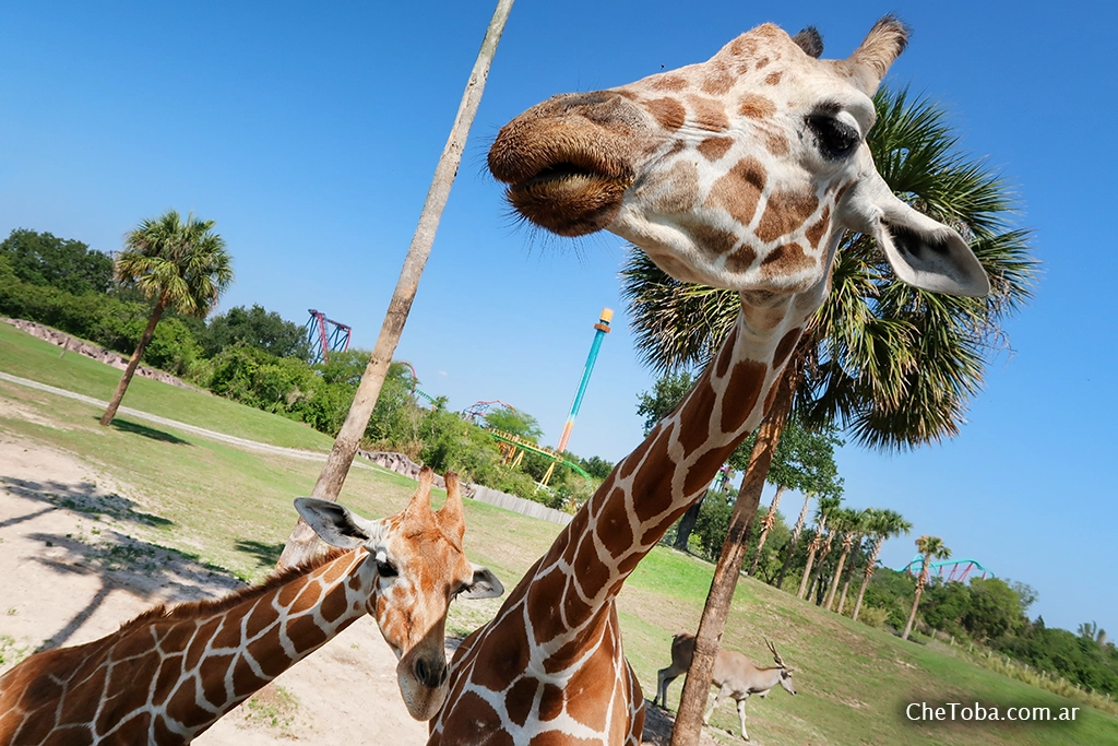 Busch Gardens Tampa: Experiencia Animal en Florida