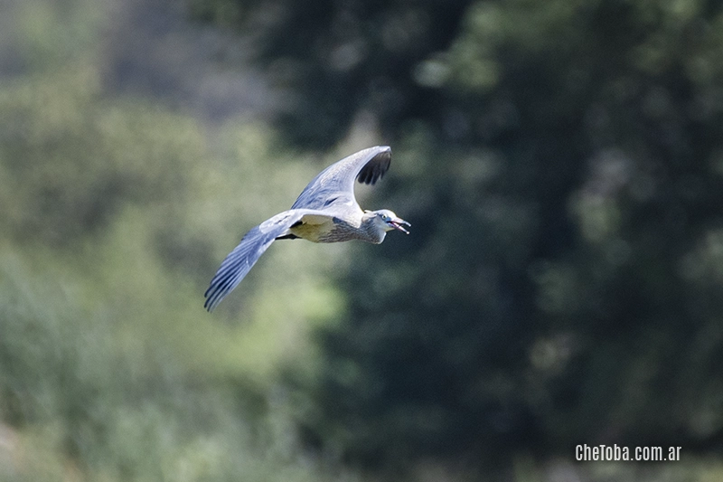 Chiflón (Syrigma sibilatrix)