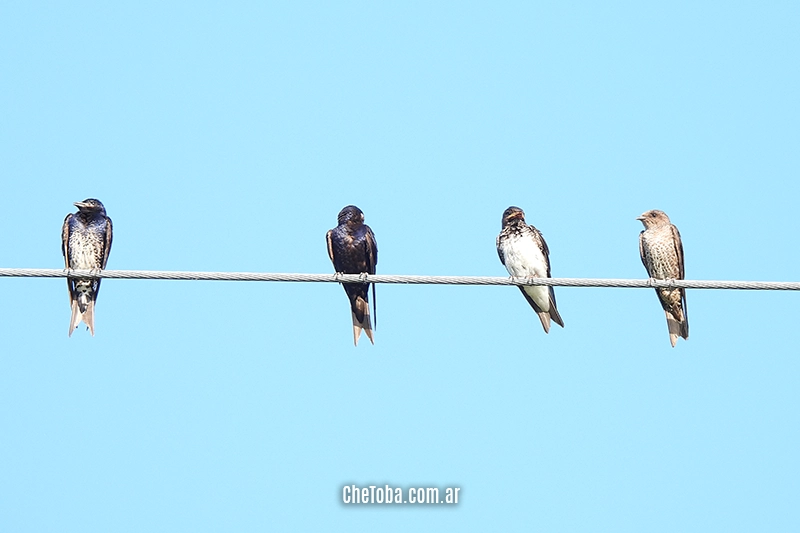 Golondrinas Laguna Pueblo Nuevo