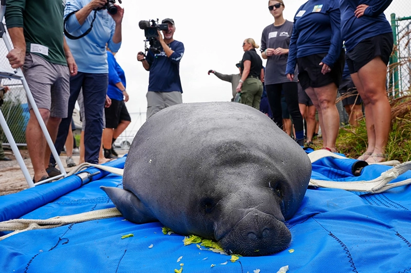 SeaWorld libera Manatíes rescatadas en Florida