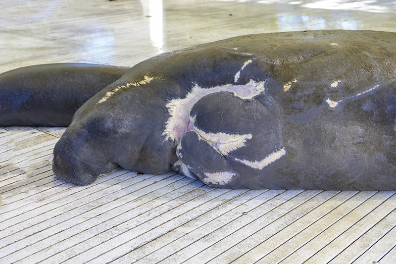 SeaWorld libera Manatíes rescatadas en Florida