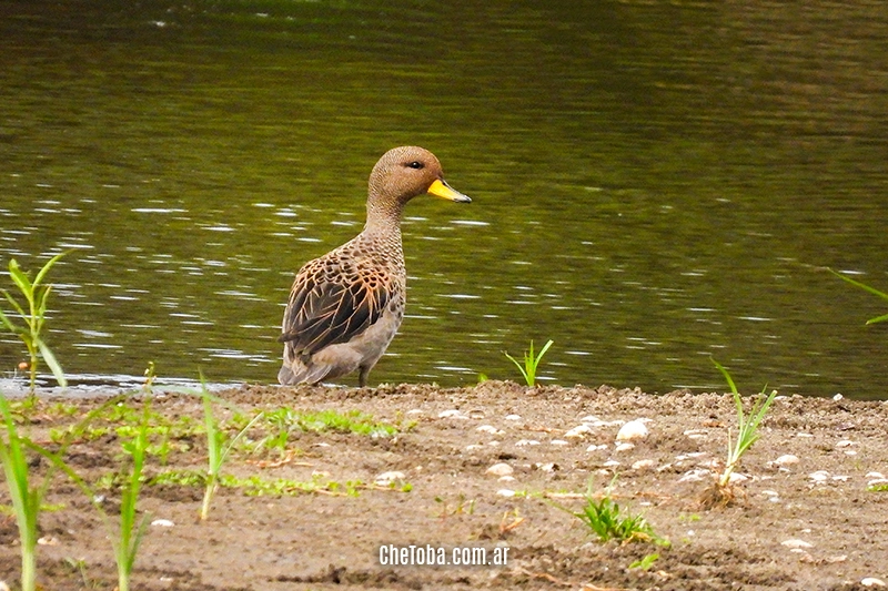 Bato Barcino - Anas flavirostris