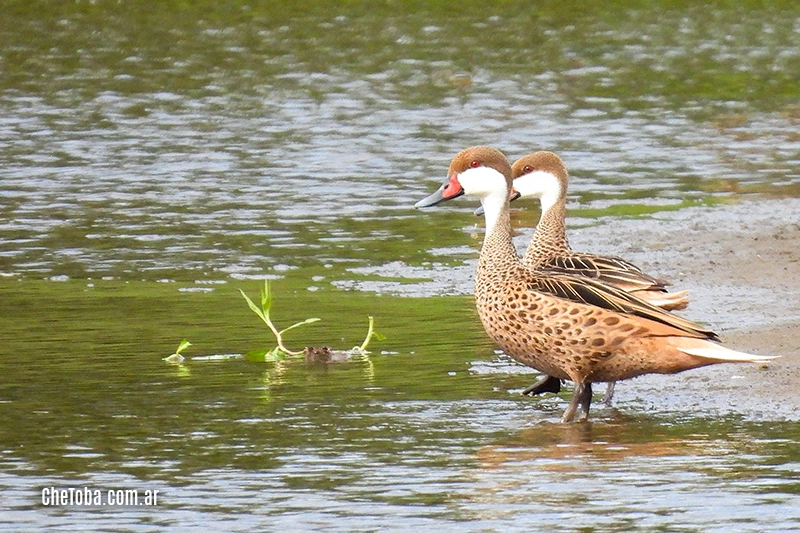 Patos Gargantilla - Anas bahamensis