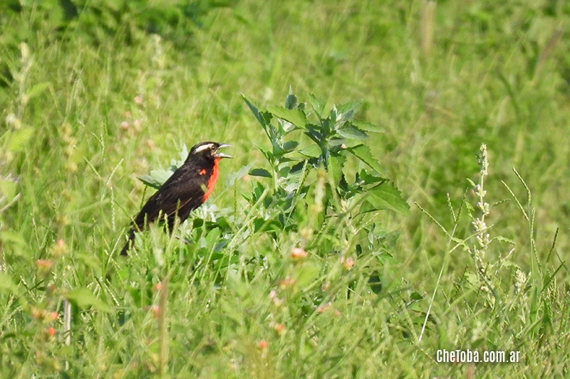 Pecho Colorado (Leistes superciliaris)