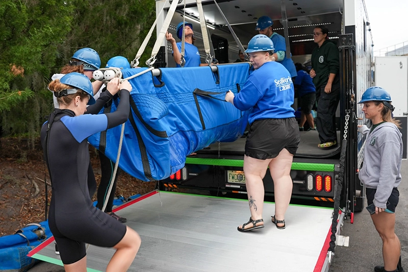 SeaWorld libera Manatíes rescatadas en Florida