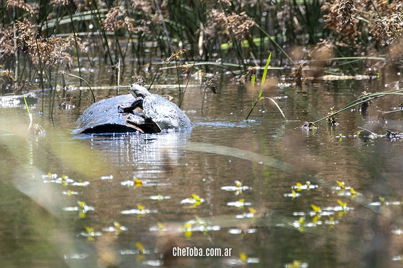 tortuga de agua dulce