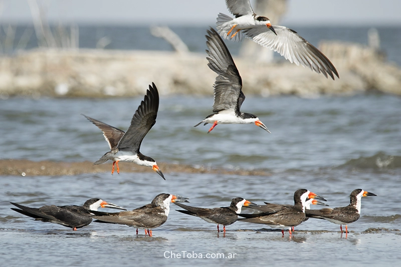 Rynchops niger, en las costas de la ciudad de Miramar de Ansenuza